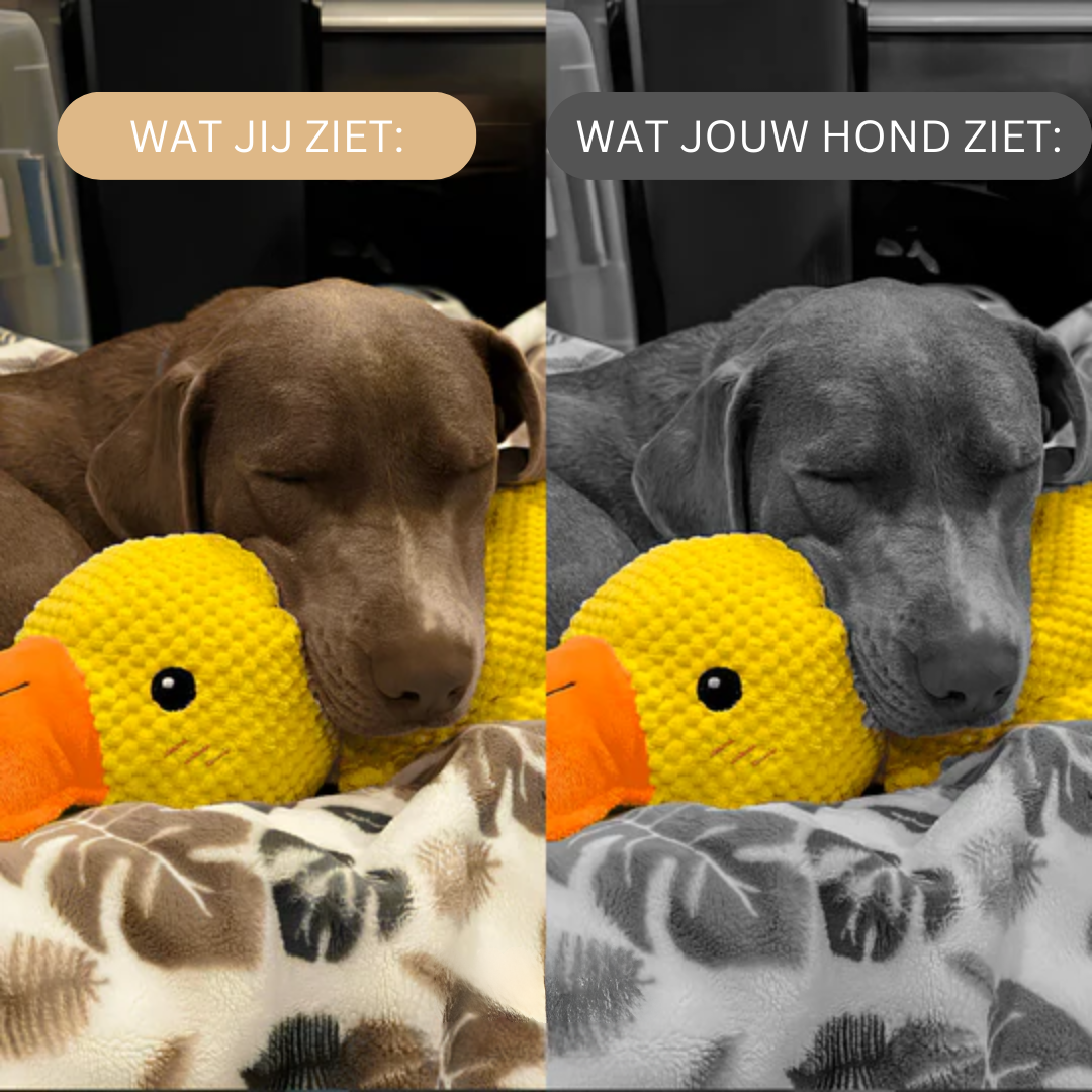 CalmQuack | Trakteer je hond op rust en plezier met eend kalmerend speelgoed