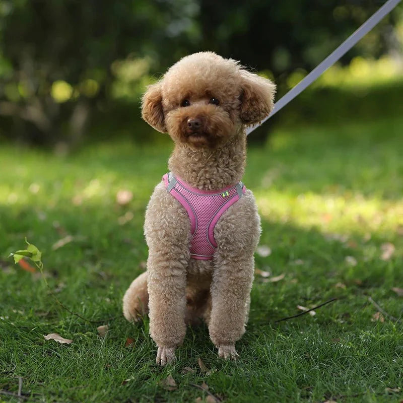 GlowPup | Je verlicht het pad naar veiligheid en comfort voor je geliefde huisdier