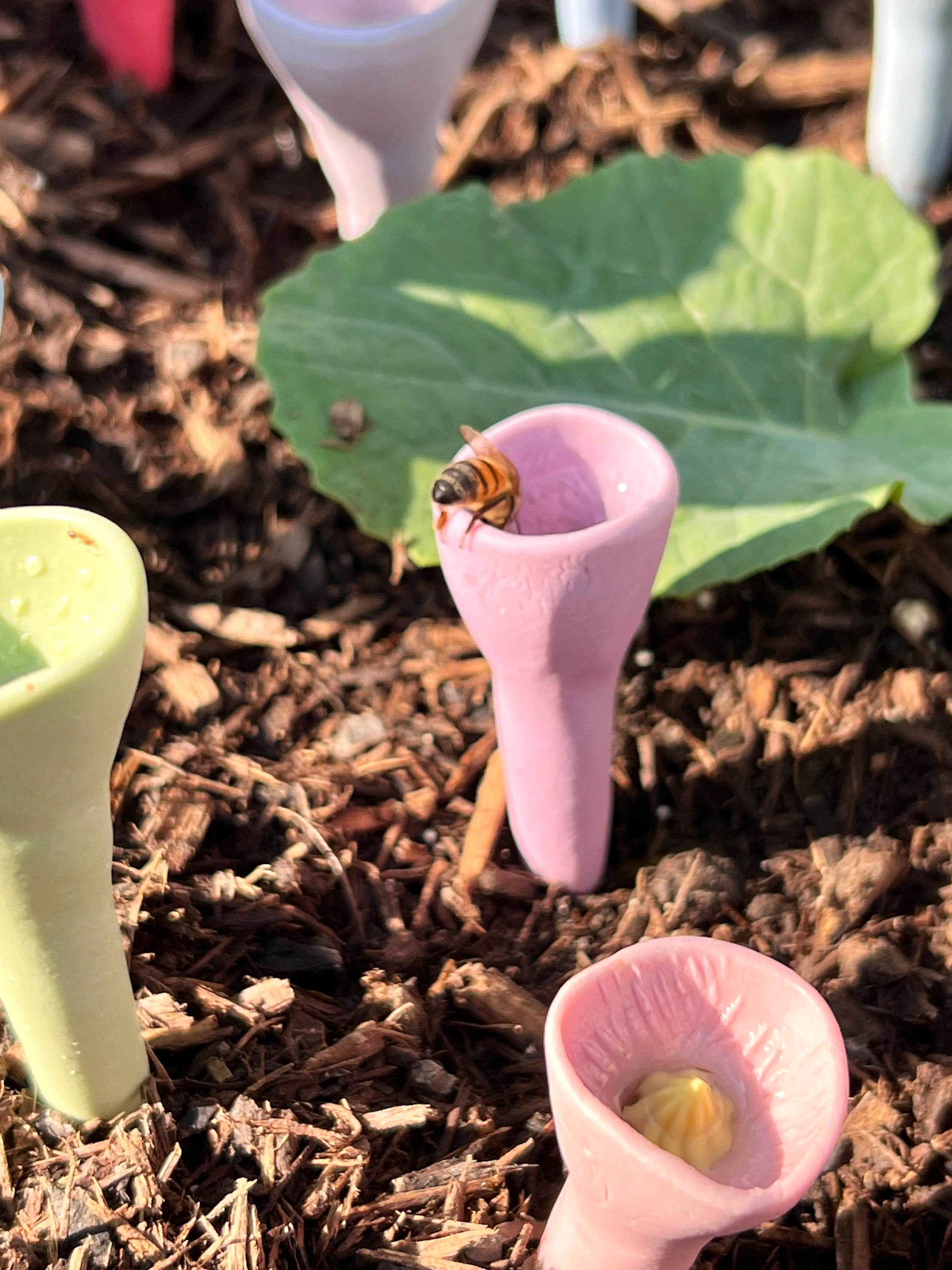 PollinatorCups | Elk kopje water wordt een bron van leven voor bijen en vlinders